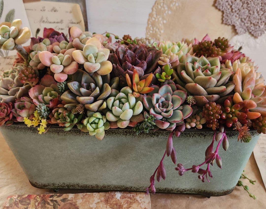 多肉植物寄せ植え　そのまま飾れる　大きなブリキ☆*