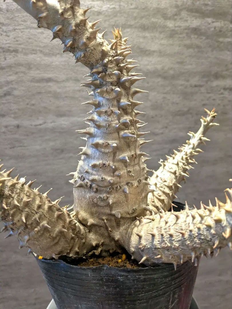 HIRO　パキポディウム ウィンゾリー 国内実生　 コーデックス　塊根植物