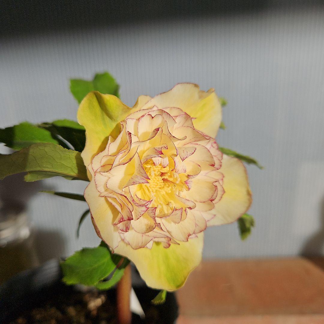 幸せウサギ様ご購入苗㉖-249㉖-276クリスマスローズ