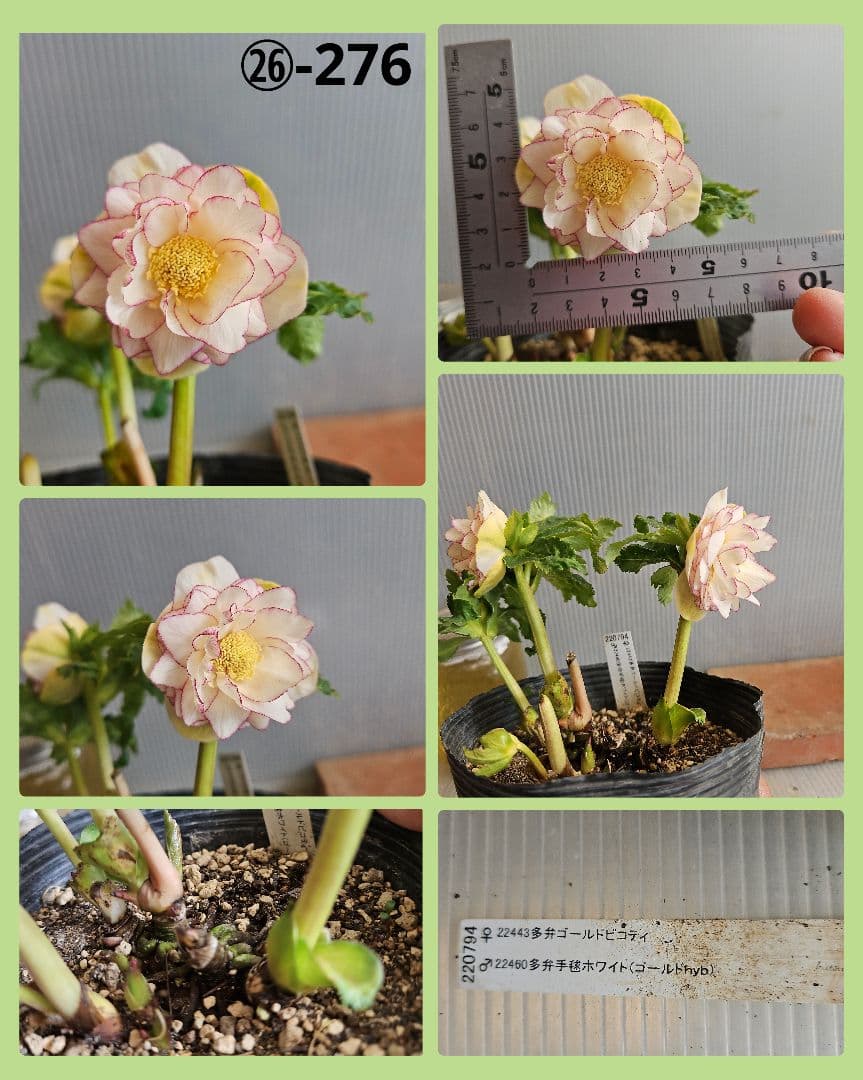 幸せウサギ様ご購入苗㉖-249㉖-276クリスマスローズ