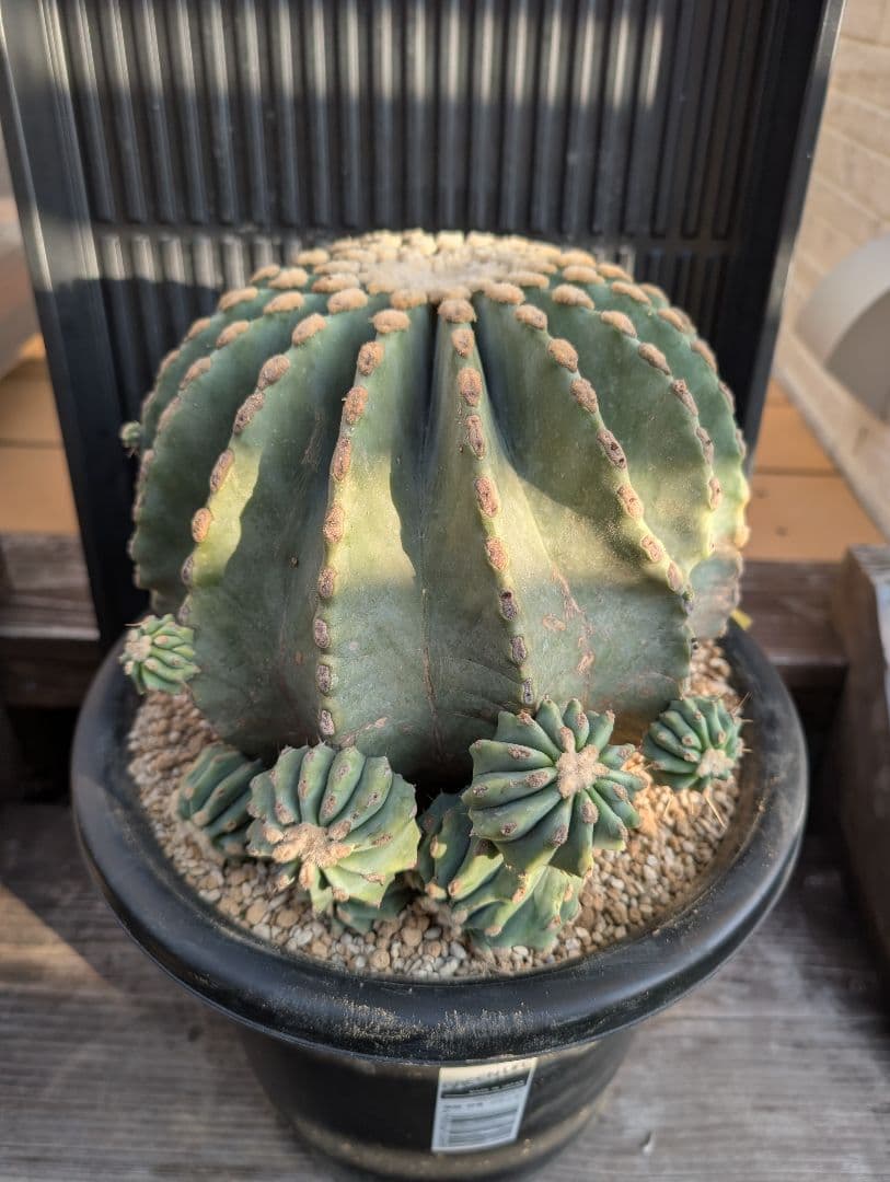 【Omc Labo】極上3　フェロカクタス刺無王冠竜　希少 サボテン　古木