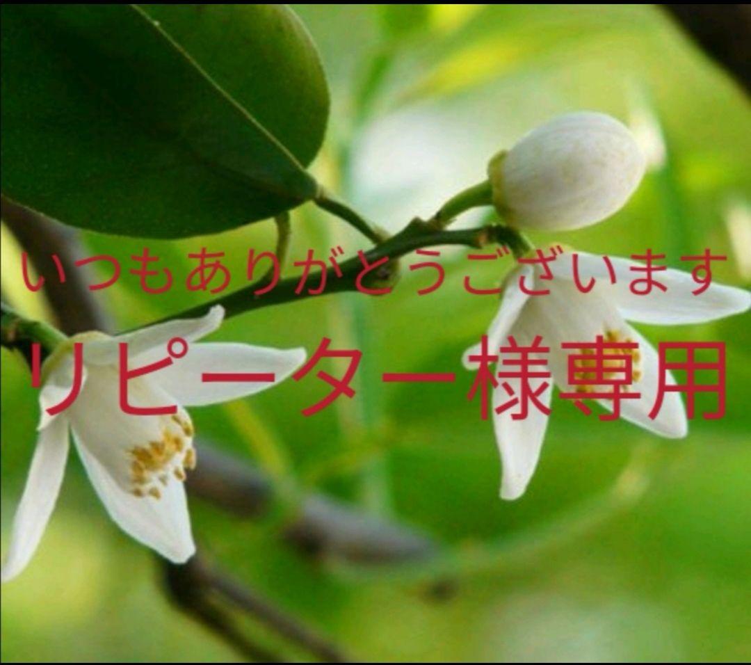 専用、まつげ美容液4本プラス1本プレゼントキャンペーン