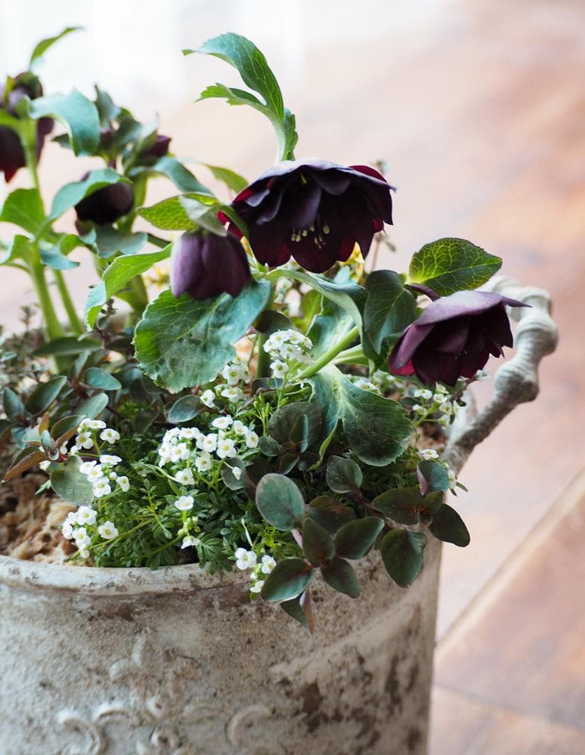 【最終お値下】クリスマスローズのシックな寄せ植え