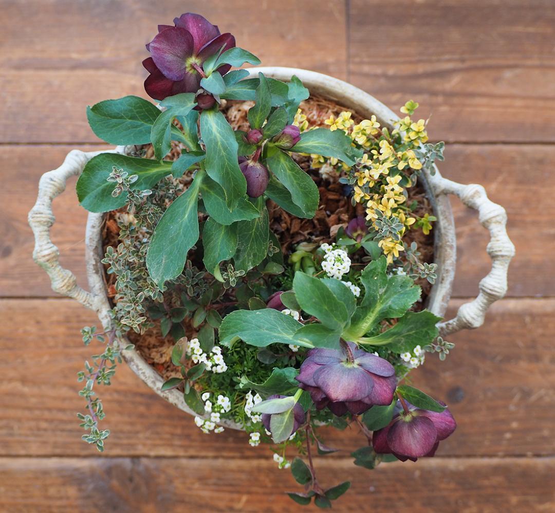 【最終お値下】クリスマスローズのシックな寄せ植え