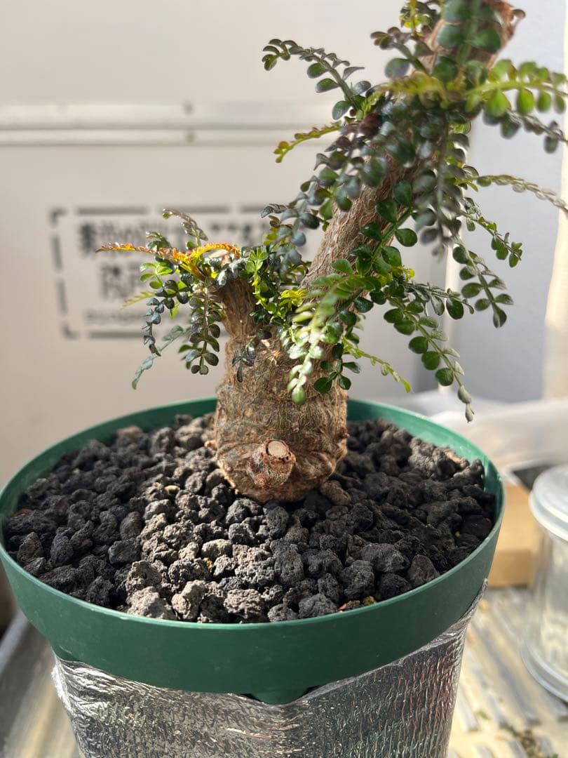 早い者勝ち 超極太 実生 パキプス オペルクリカリアパキプス 鉢ごと