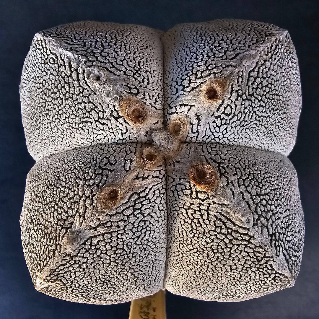 メルカリ便発送☆83597様 リクエスト 2点 まとめ商品