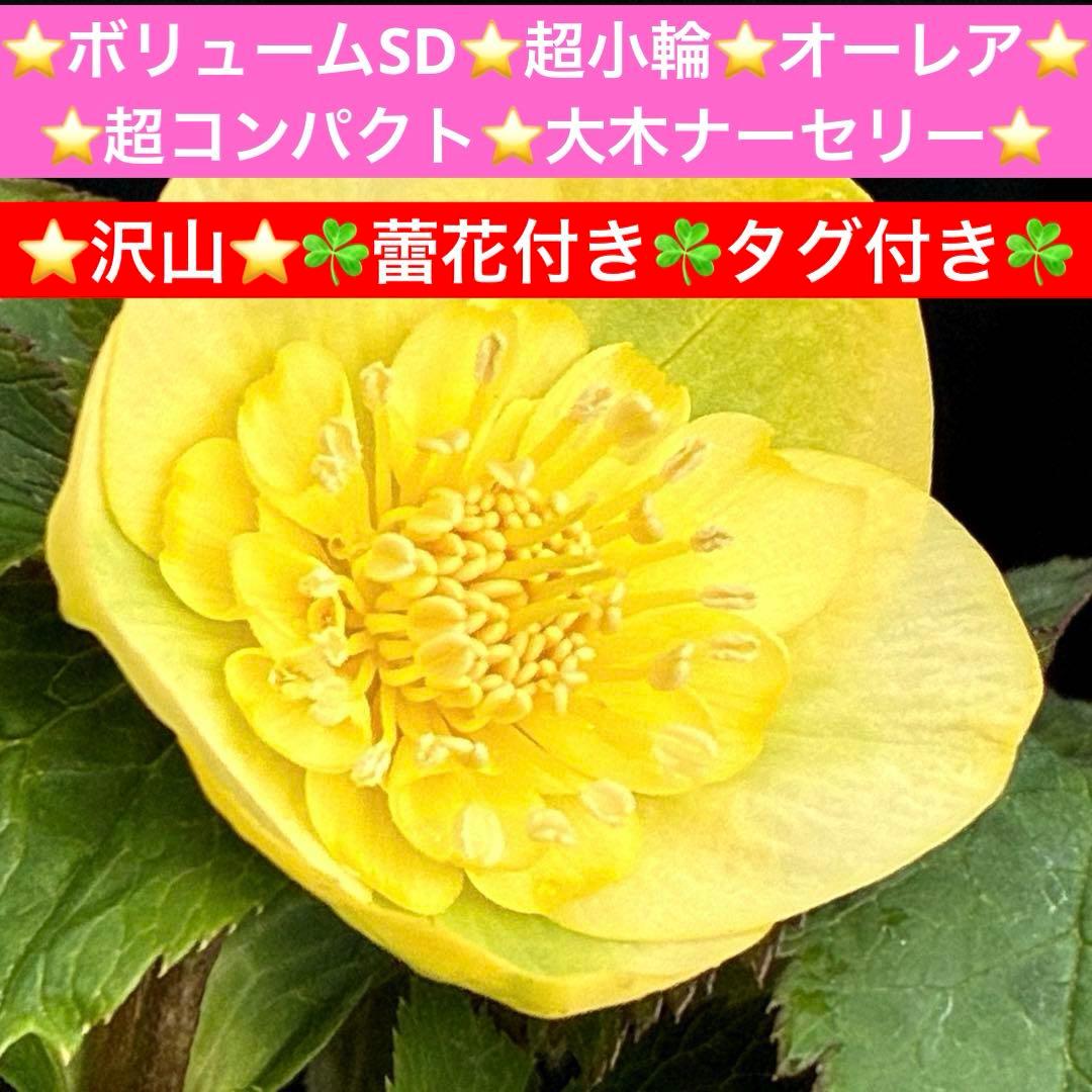 タ*ン様 3500❤️沢山☘️蕾花タグ付☘️ボリュームSD⭐️超小輪⭐️オーレア