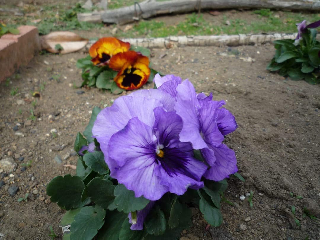 実写美⭕️【動作確認済】Panasonic LUMIX DMC-FX37