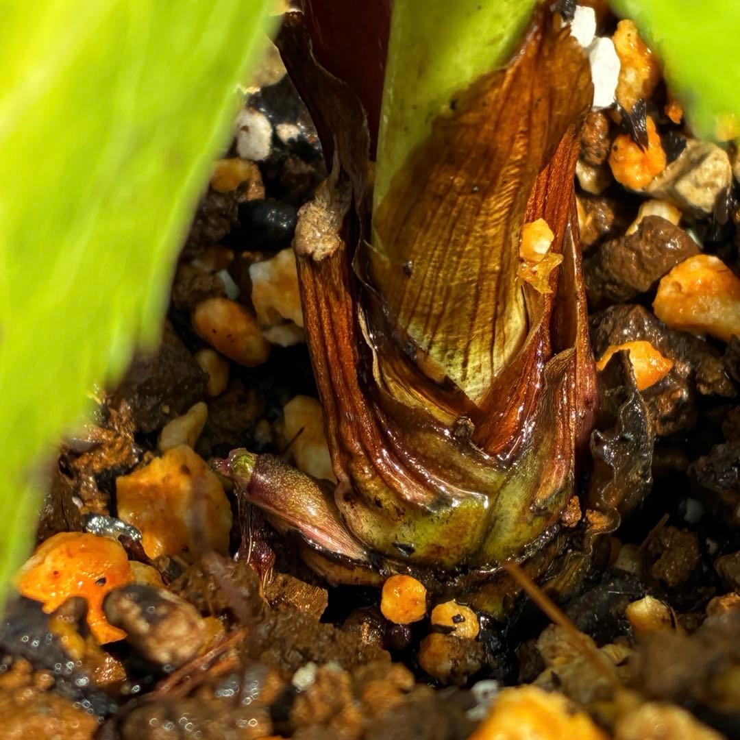 ｍ*a様 585☘️蕾花付☘️トンガリ個性的☘️6号⭐️小中輪⭐️超スーパー多弁