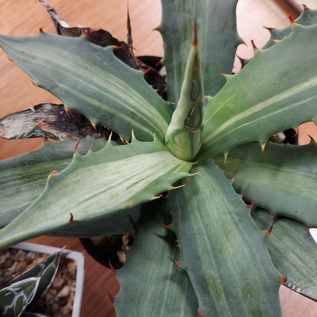 じぇむ様　カスタムオーダー　同梱割引適用済み