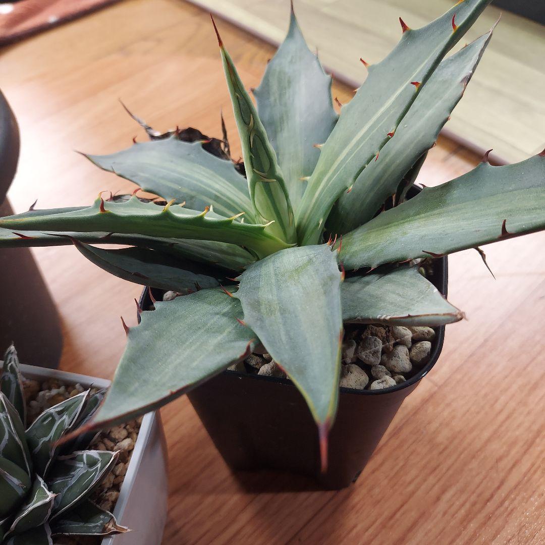 じぇむ様　カスタムオーダー　同梱割引適用済み