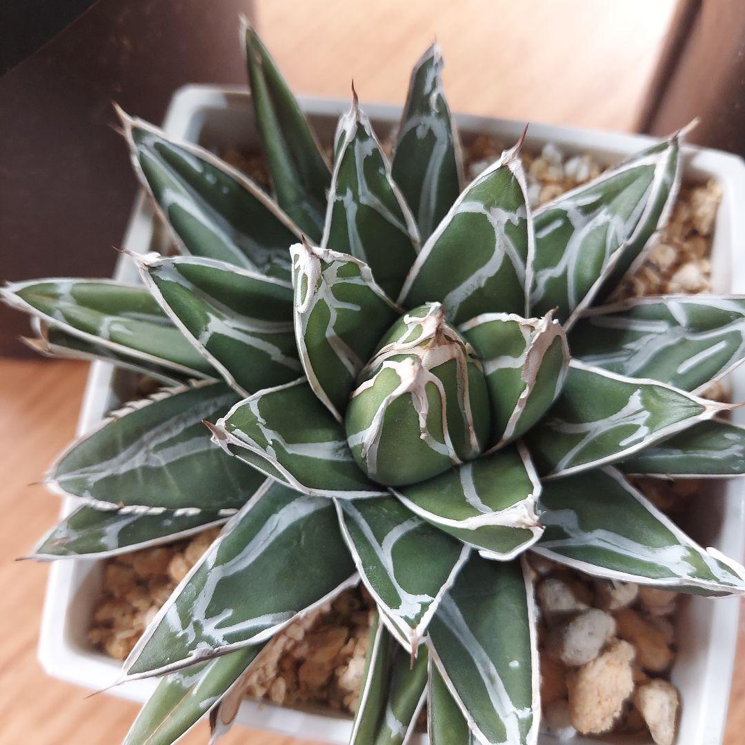 じぇむ様　カスタムオーダー　同梱割引適用済み