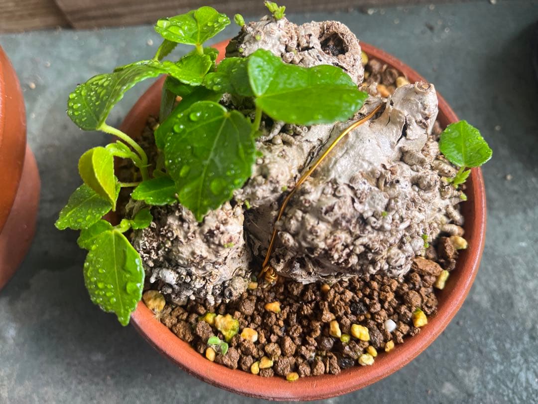 ✨✨✨オキナワイボオオハマボウ【◎美株品】/ユウナ/ハート葉happy♪