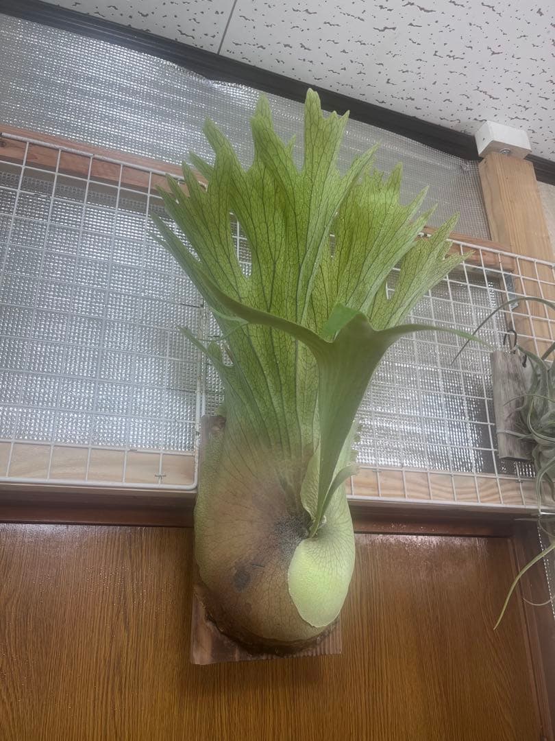 ビカクシダ Platycerium SS. Foong