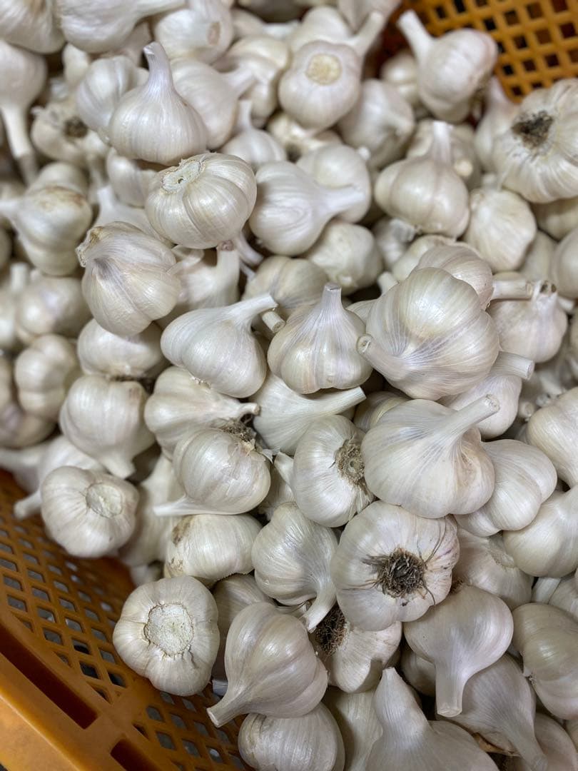 専用　出品　Mサイズ 10キロ