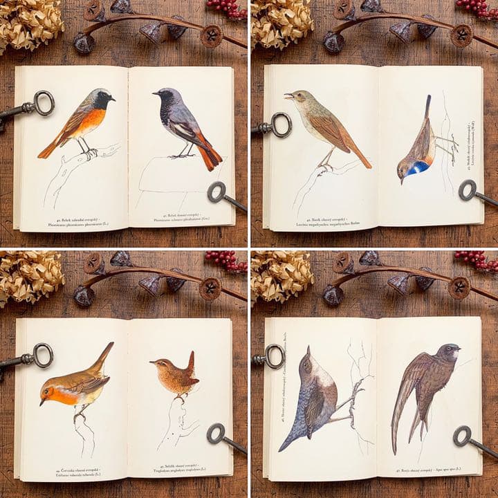 [素朴で美しい鳥の絵]チェコの古い鳥類図鑑(1941年)/ヴィンテージ 雰囲気◎