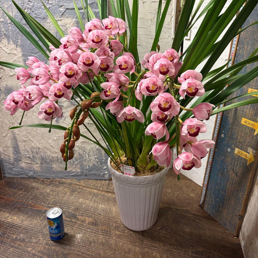 s*a様 【特選】　シンビジューム　苺の雫　アーチ 7寸6本立ち