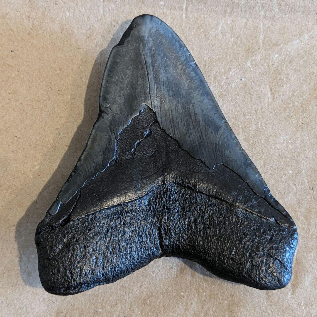 大きなメガロドンの歯　化石　123mm MG1201