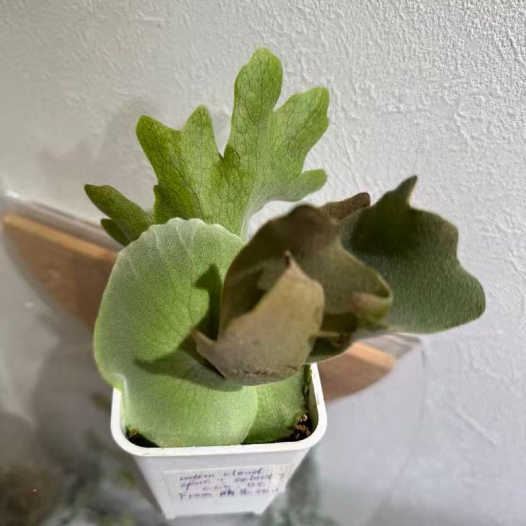 cotton cloud CCS from晴花 株分けpup ビカクシダ