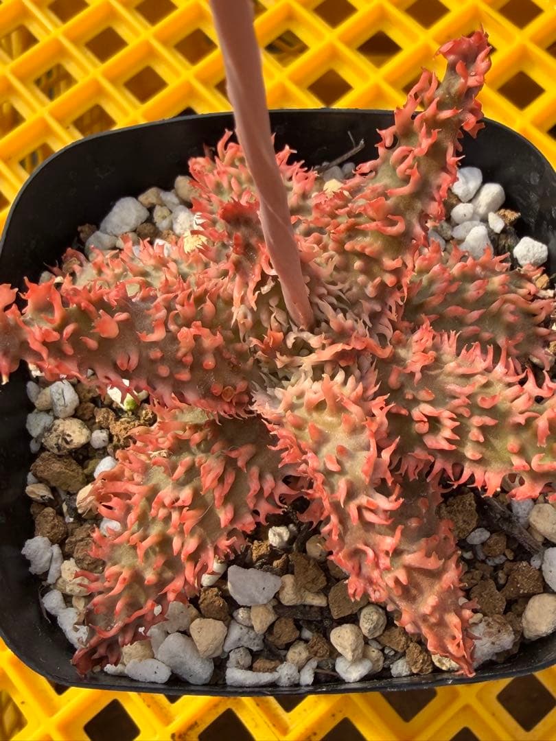 まとめセットアロエ　ハイブリッド　Aloe hybrid 第四種　Fe−4