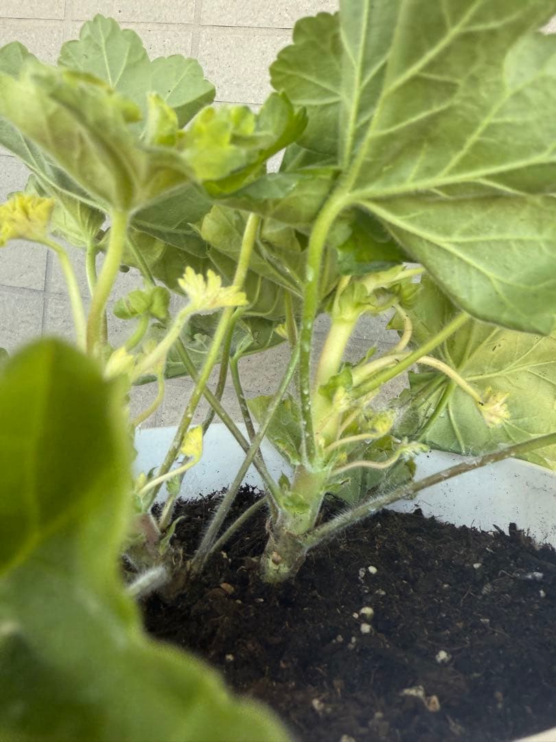 同捆珍しいゼラニウム大苗