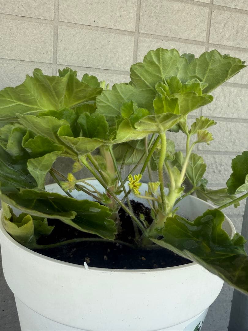 同捆珍しいゼラニウム大苗