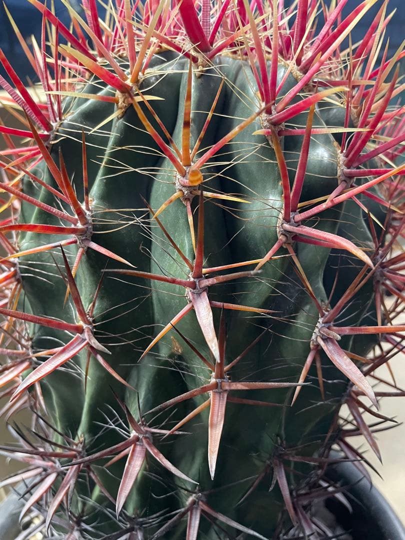 サボテン フェロカクタス 神仙玉 古株 大株 巨大 お正月特価