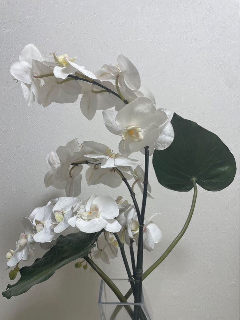 Aエミリオロバ ファレノプシス2L 胡蝶蘭 花 白フラワーアレンジメント
