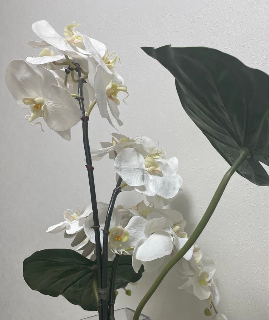 Aエミリオロバ ファレノプシス2L 胡蝶蘭 花 白フラワーアレンジメント
