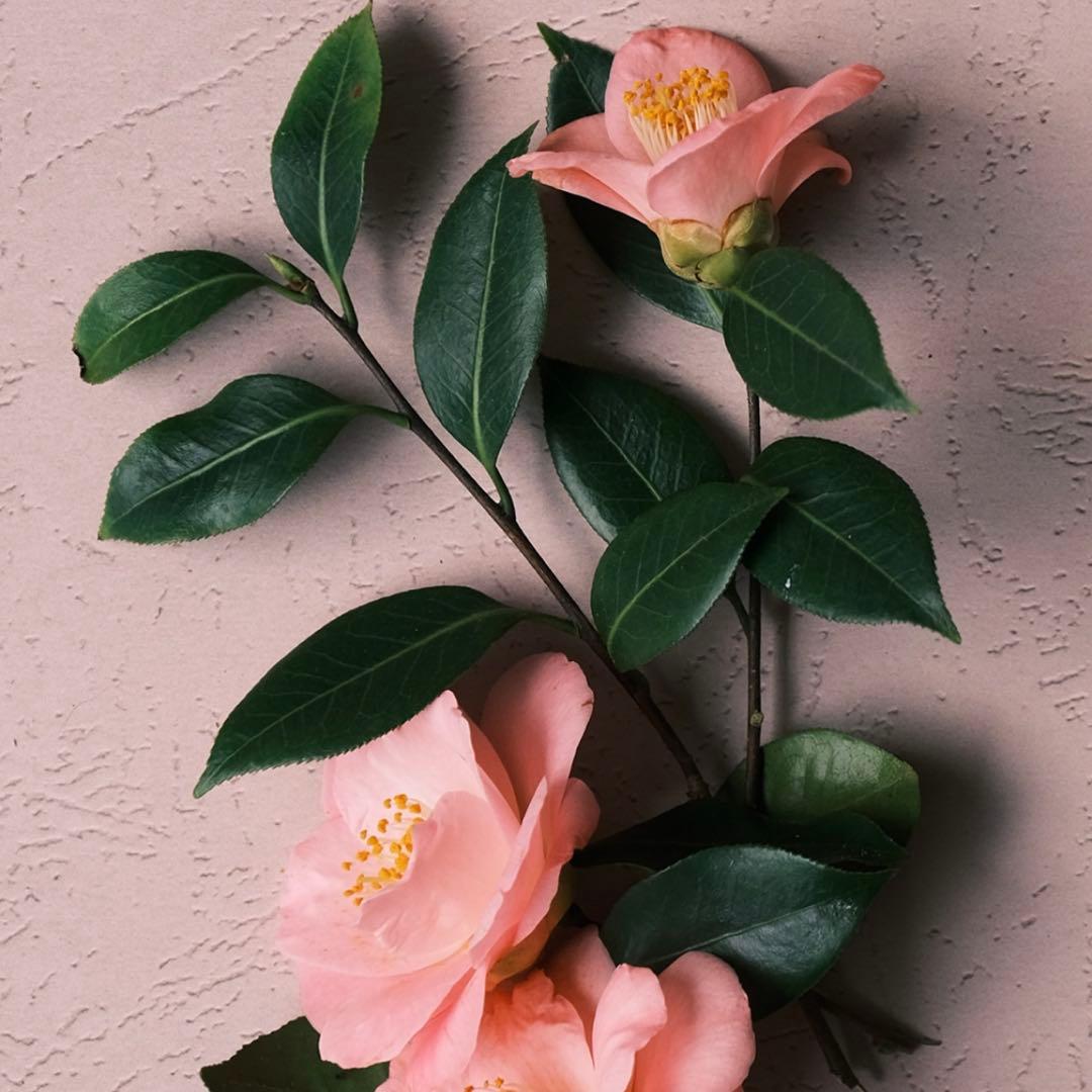 【zigensanさま専用】