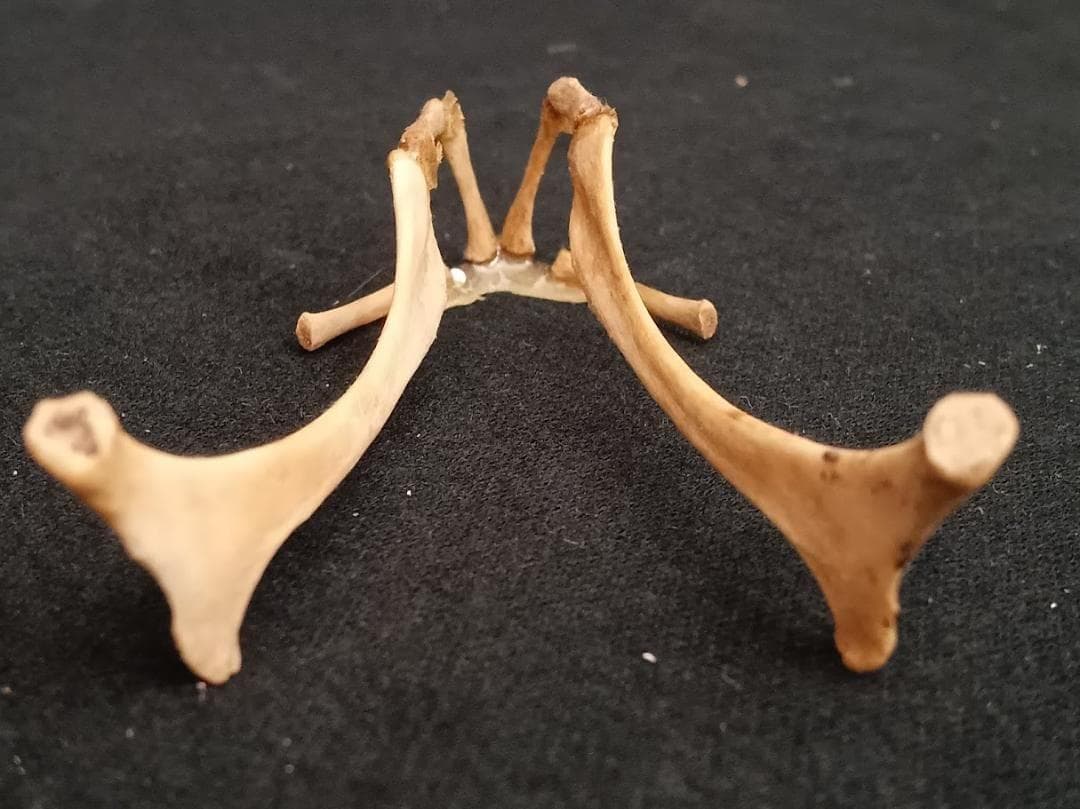 【角付き骨格標本】種名　ニホンジカ　♂　58Kg