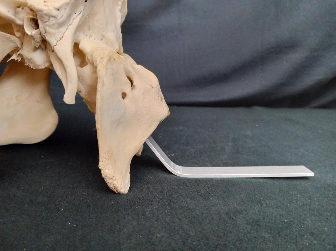 【角付き骨格標本】種名　ニホンジカ　♂　58Kg