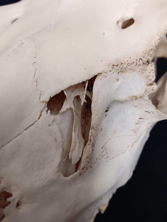 【角付き骨格標本】種名　ニホンジカ　♂　58Kg