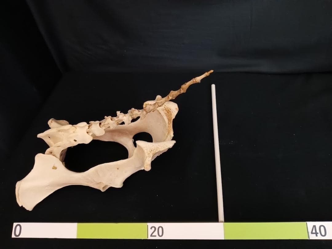 【角付き骨格標本】種名　ニホンジカ　♂　58Kg