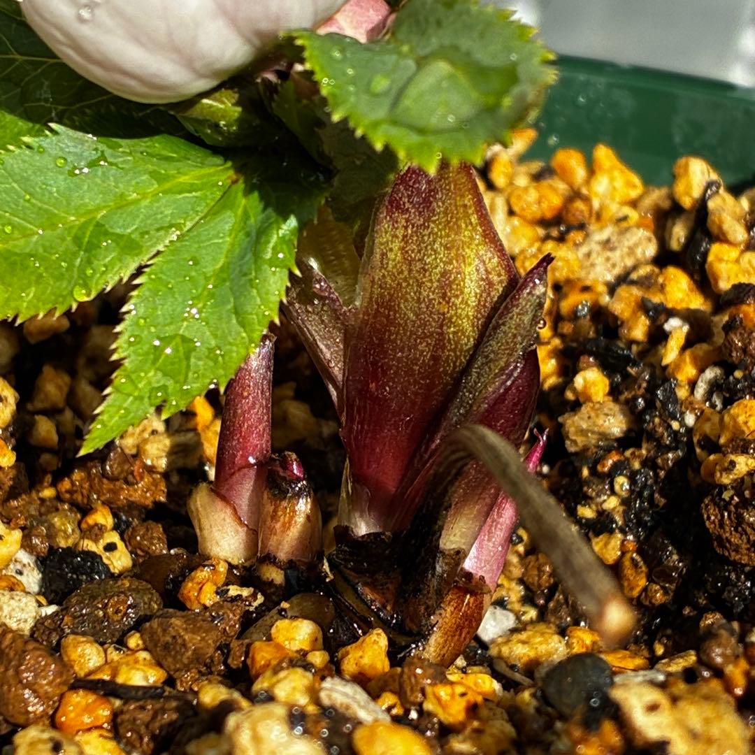 ガ*ル様 3499❤️超希少❤️コロコロ❤️小輪❤️☘️蕾花、タグ付き☘️⭐️ヨ