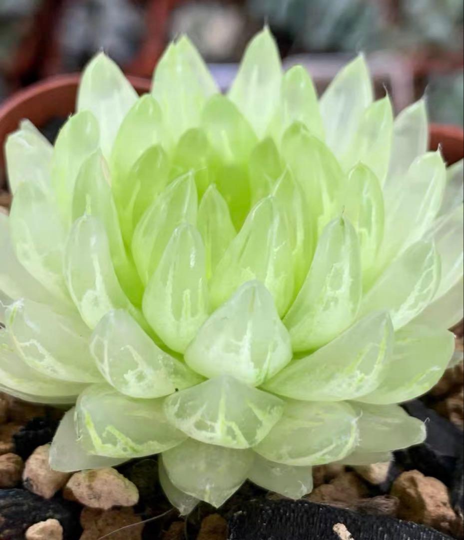 一*様 多肉植物　ハオルチア　太陽の恋人　エメラルドLED変異黄琥珀斑 糊斑