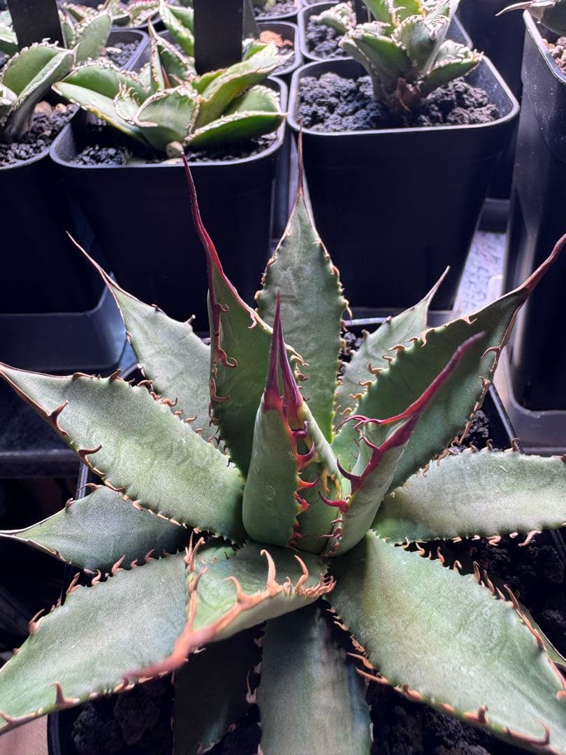 アガベ　ハイブリッド　妖炎×霍利達　検）妖姫　妖帝　妖霍利　エボリスピナ　ホリダ