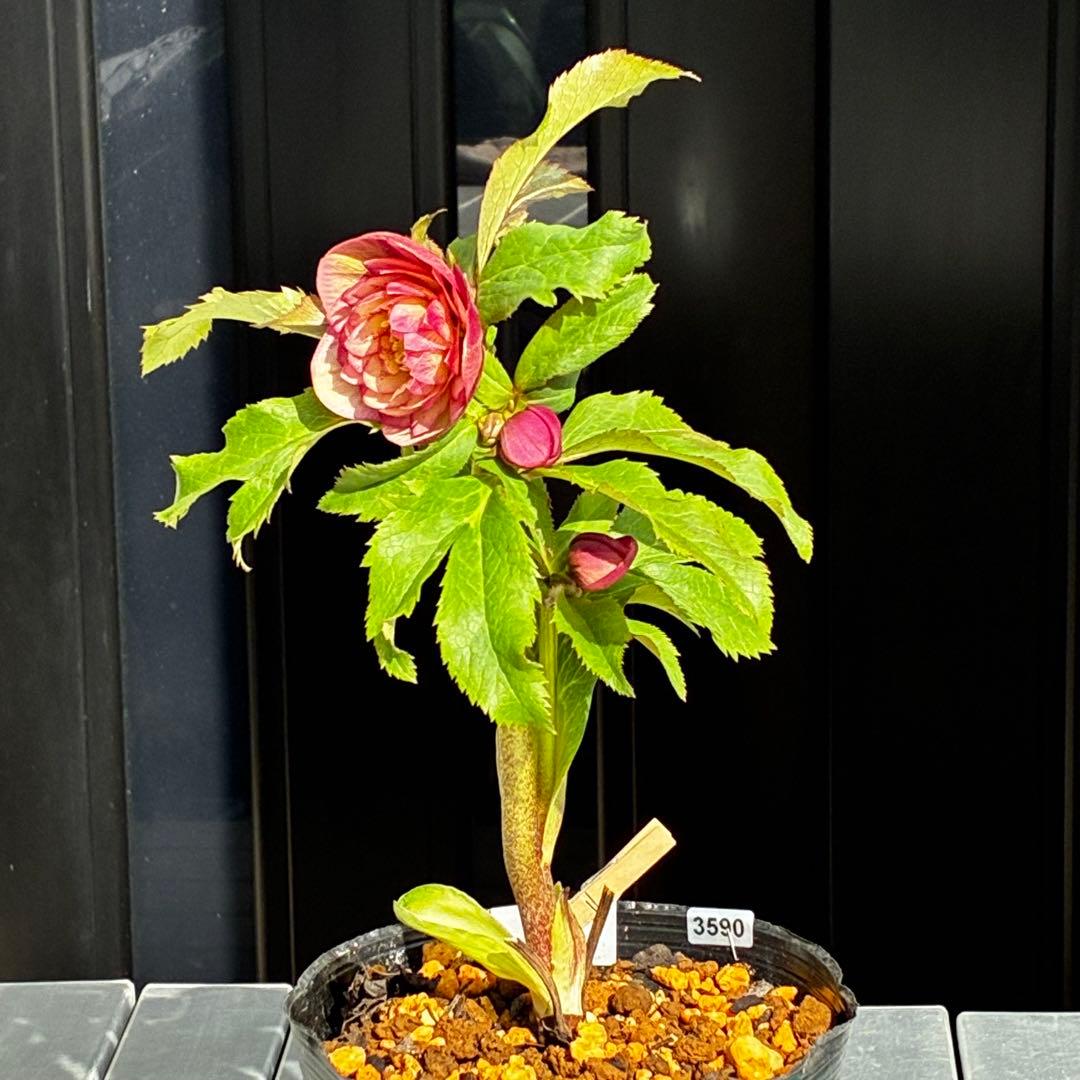 r*o様 3590☘️蕾花付☘️極上☘️オレンジピンクアプリ⭐️グラデーションピ