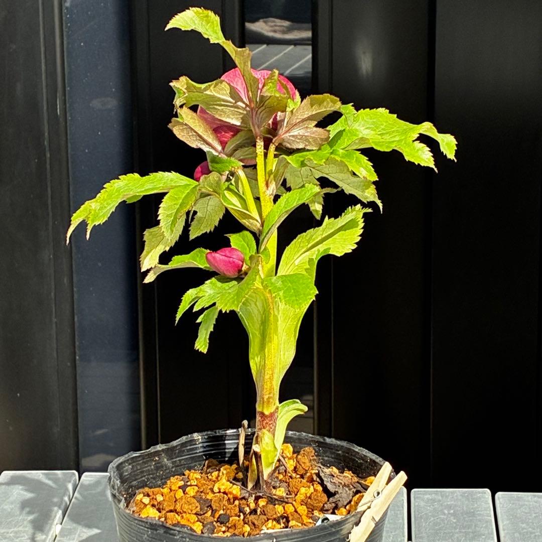 r*o様 3590☘️蕾花付☘️極上☘️オレンジピンクアプリ⭐️グラデーションピ