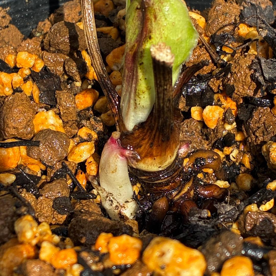 r*o様 3590☘️蕾花付☘️極上☘️オレンジピンクアプリ⭐️グラデーションピ