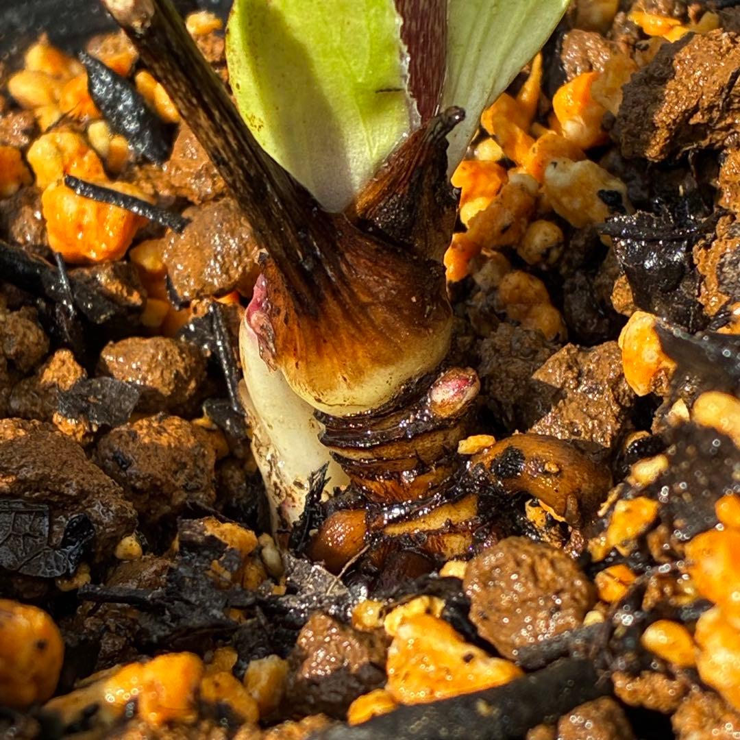 r*o様 3590☘️蕾花付☘️極上☘️オレンジピンクアプリ⭐️グラデーションピ