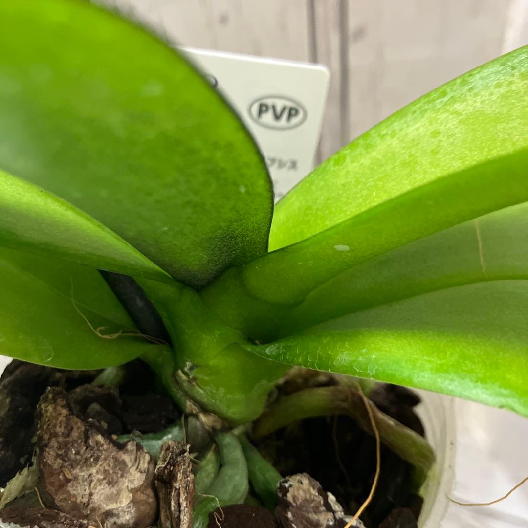 ①正規品　希少品種　胡蝶蘭　コチョウラン　ファレノプシス　ブルージーン　パープル