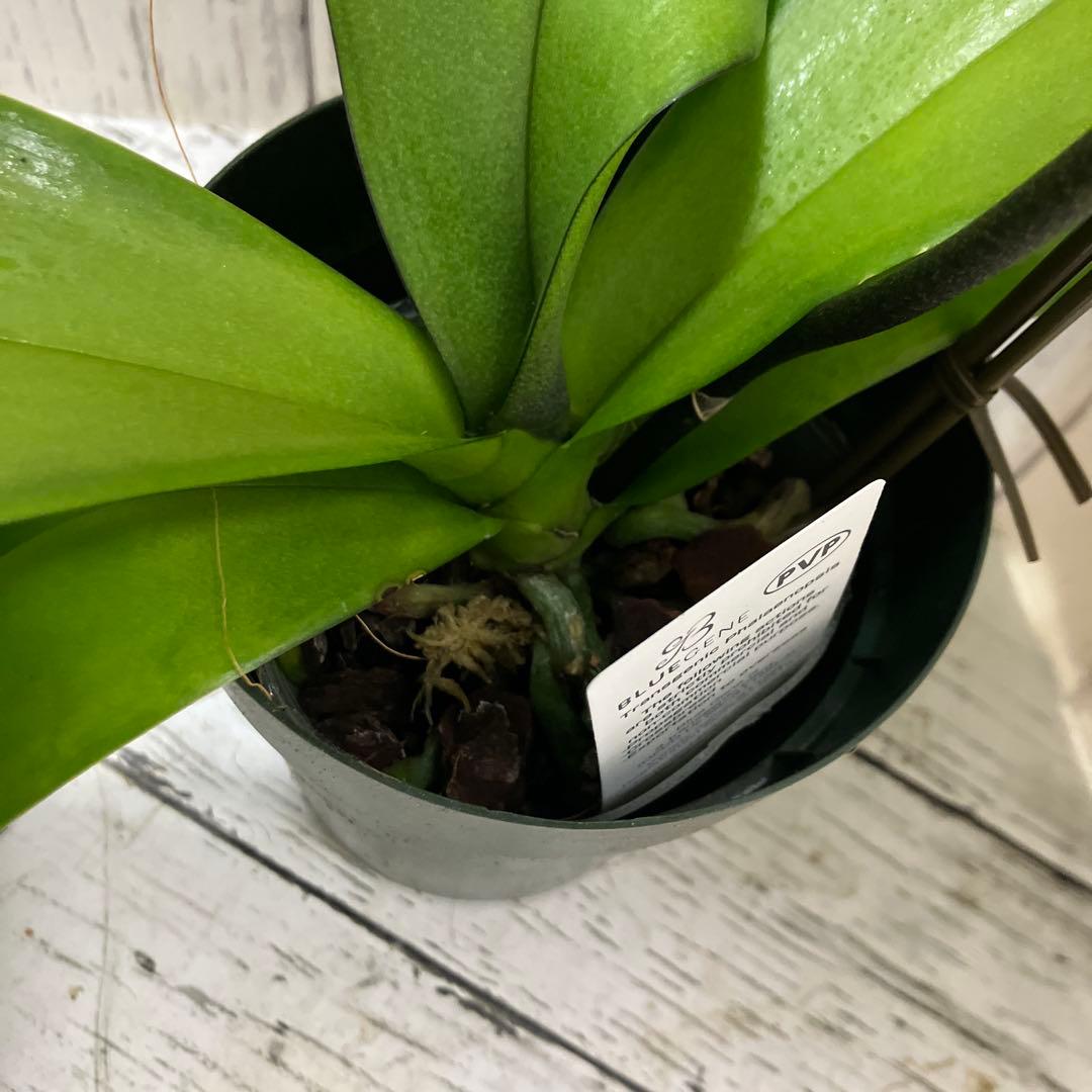 ①正規品　希少品種　胡蝶蘭　コチョウラン　ファレノプシス　ブルージーン　パープル