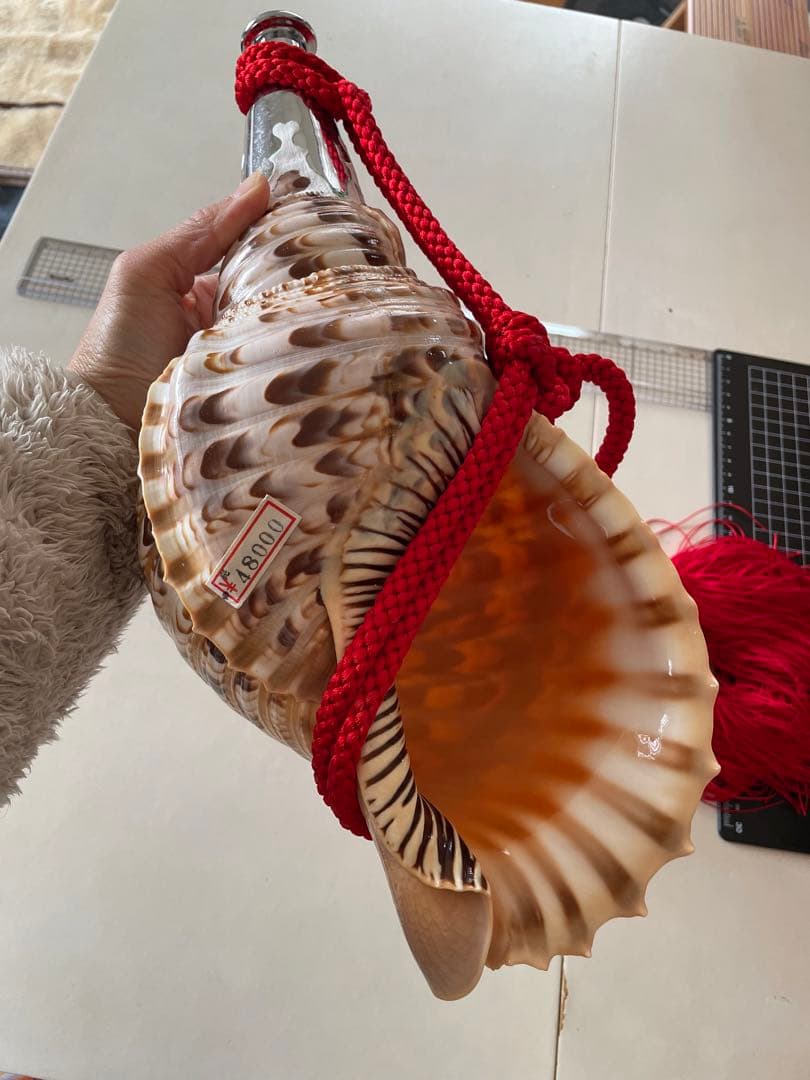 法螺貝　ホラガイ　赤紐