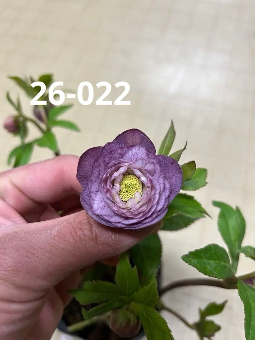 アンティークアフロディーテ 加藤農園 クリスマスローズ 同梱可能