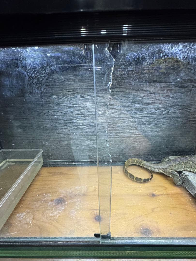 REPRO 1260 飼育ケージセット　ガラス製