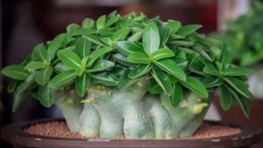 ポプリポップ【激レア/ドワーフ/超極太】アデニウム V2ハック鉢植えX-6