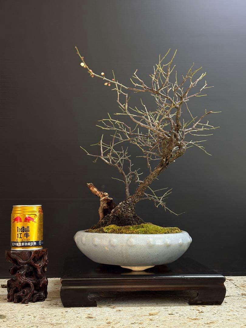 週末大幅値下げ❗️[盆栽]野梅/甲州//黒松/真柏