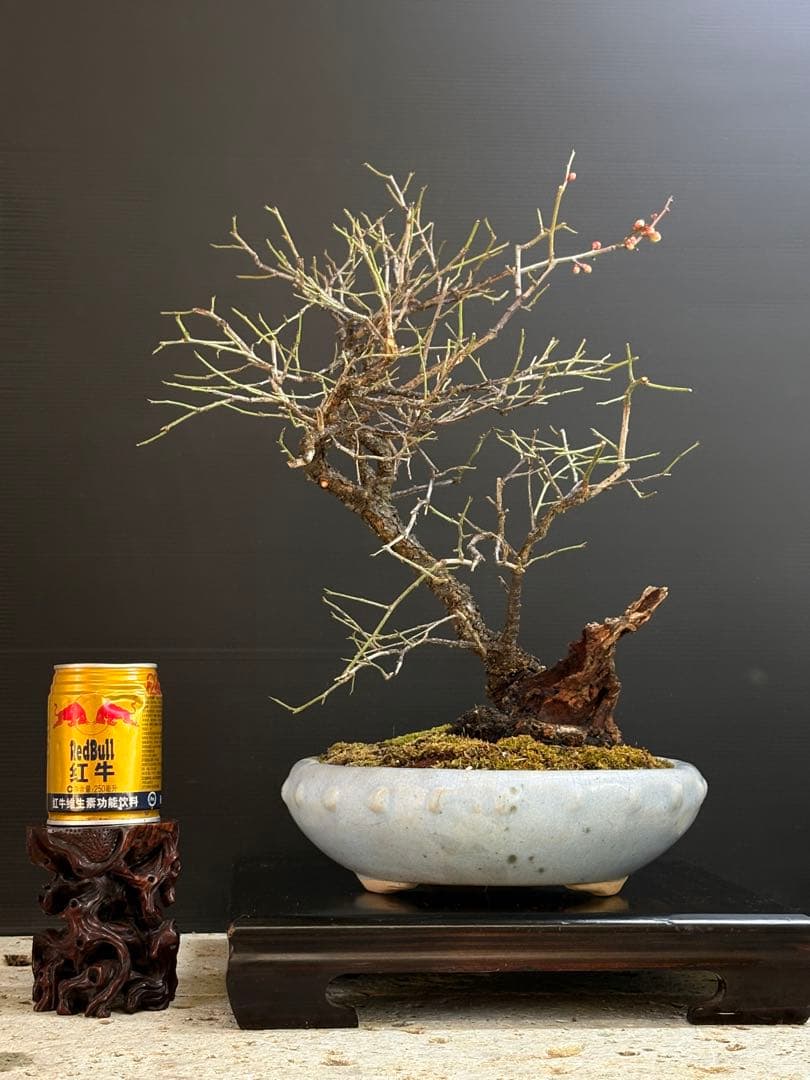 週末大幅値下げ❗️[盆栽]野梅/甲州//黒松/真柏