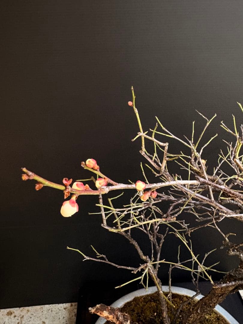 週末大幅値下げ❗️[盆栽]野梅/甲州//黒松/真柏